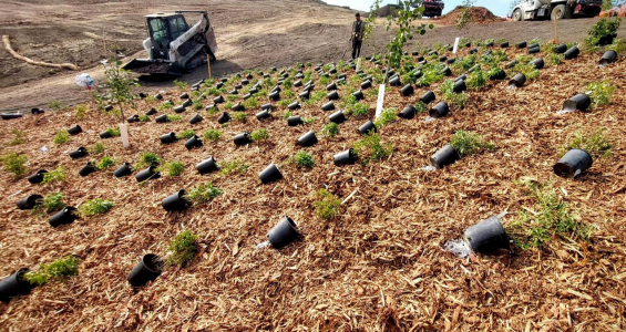 Marquis Wildlife Corridor