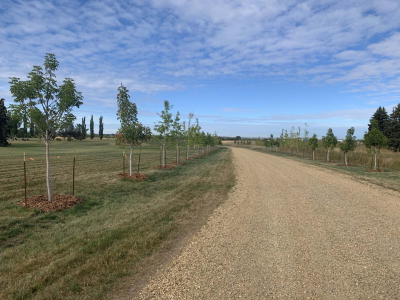 Northern Lights and South Haven Cemeteries