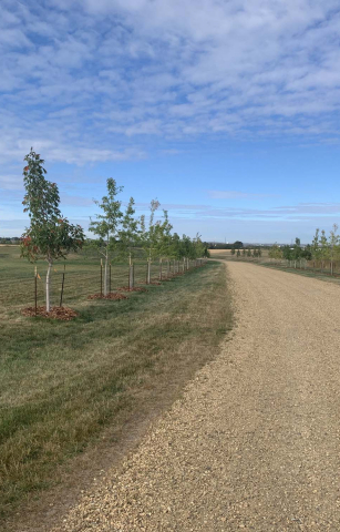 Northern Lights and South Haven Cemeteries